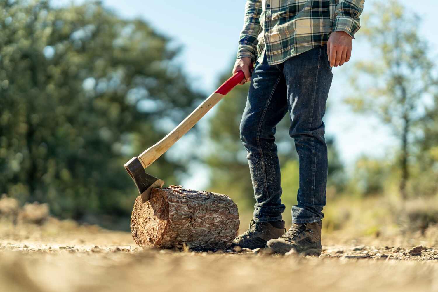 The Steps Involved in Our Tree Care Process in Denver, CO